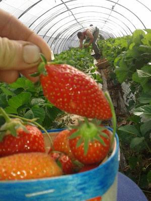 Ma Saison Légumes et fruits AB — photo 3