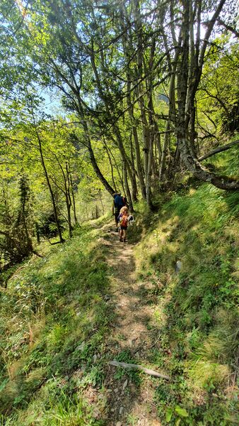 Sous-bois en direction de Grand Beau Rocher