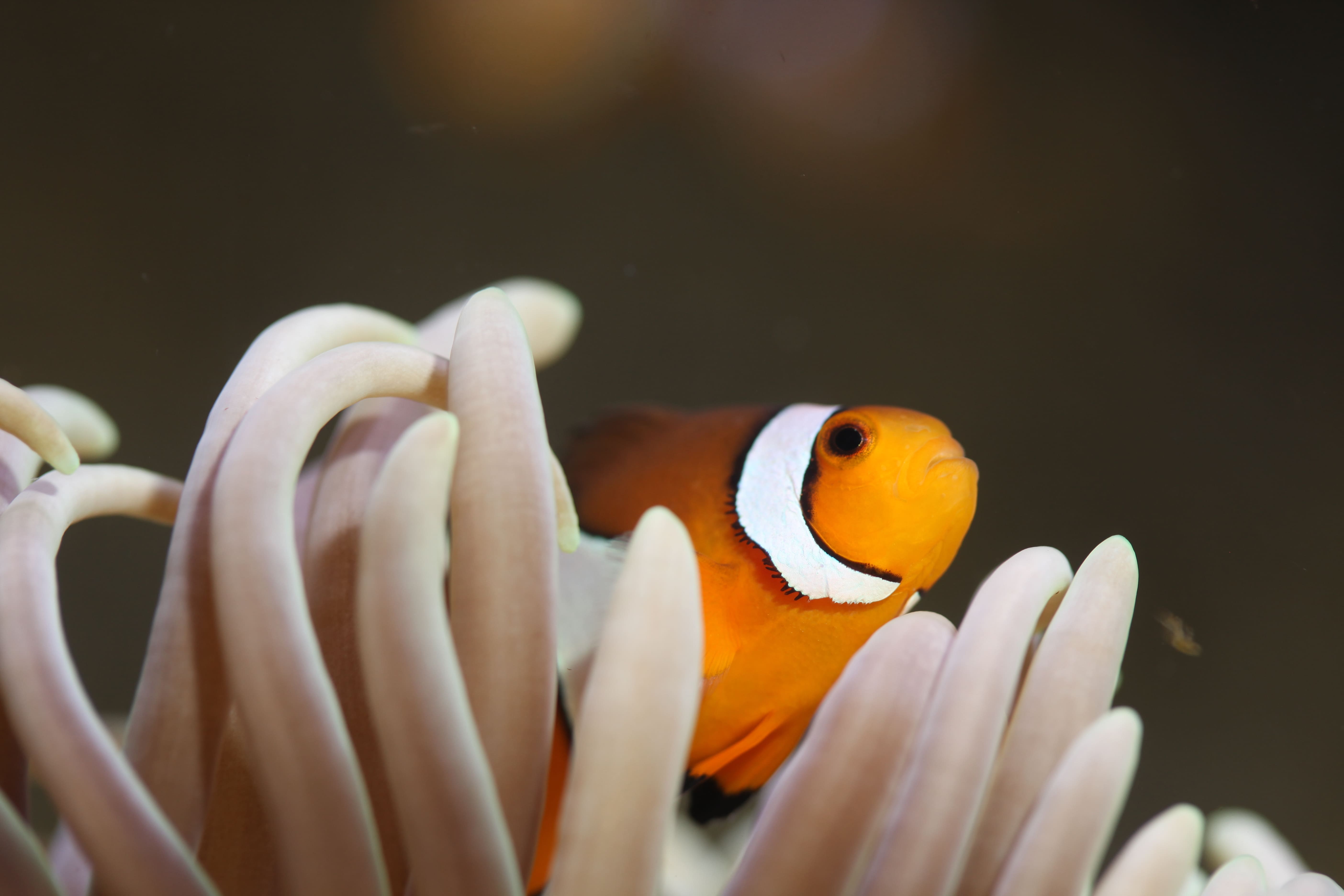 Balade à la découverte du monde marin - Aquarium de la Rochelle