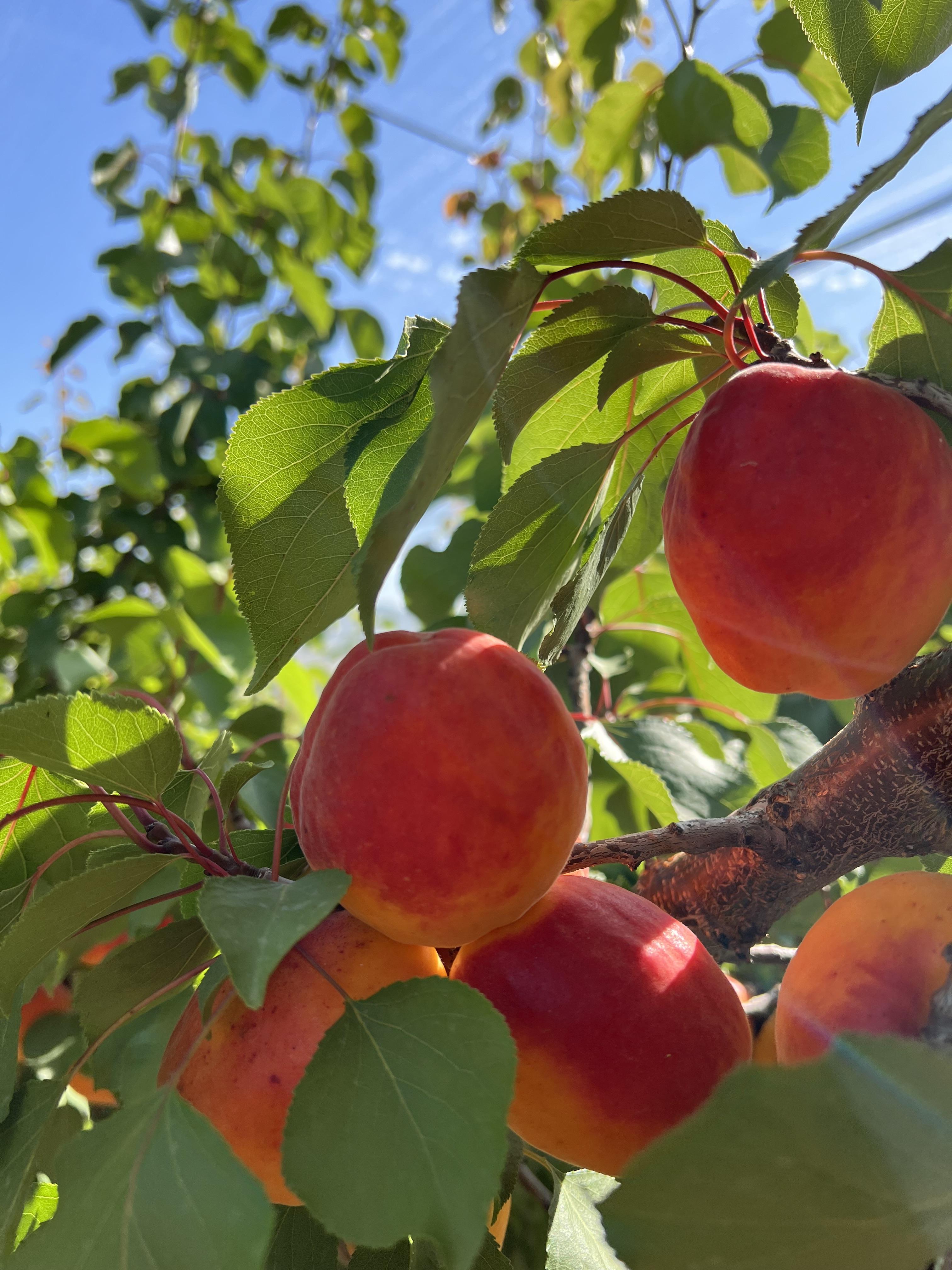 Nos abricots prêts à la récolte