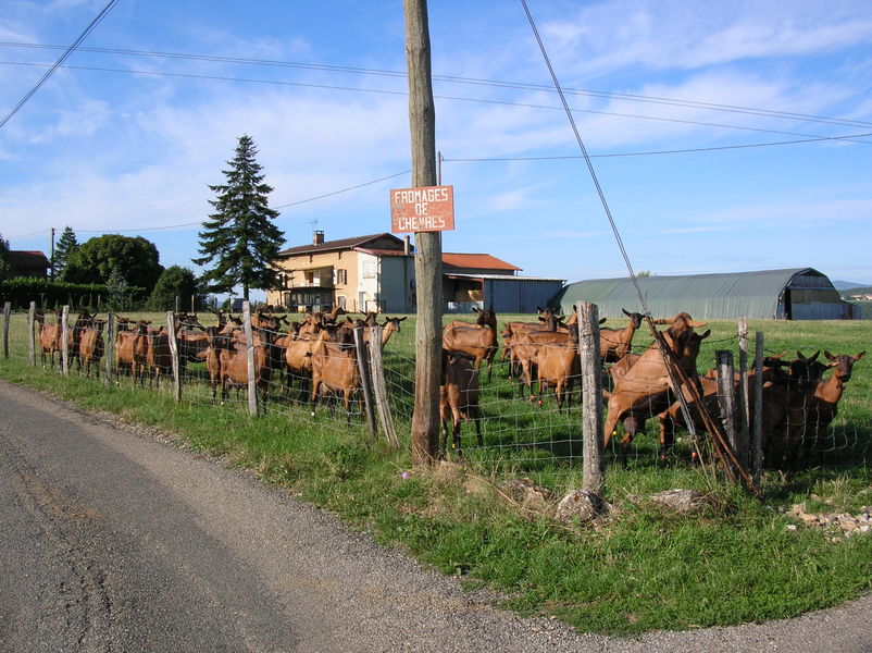 Fromages Bruno Nesme