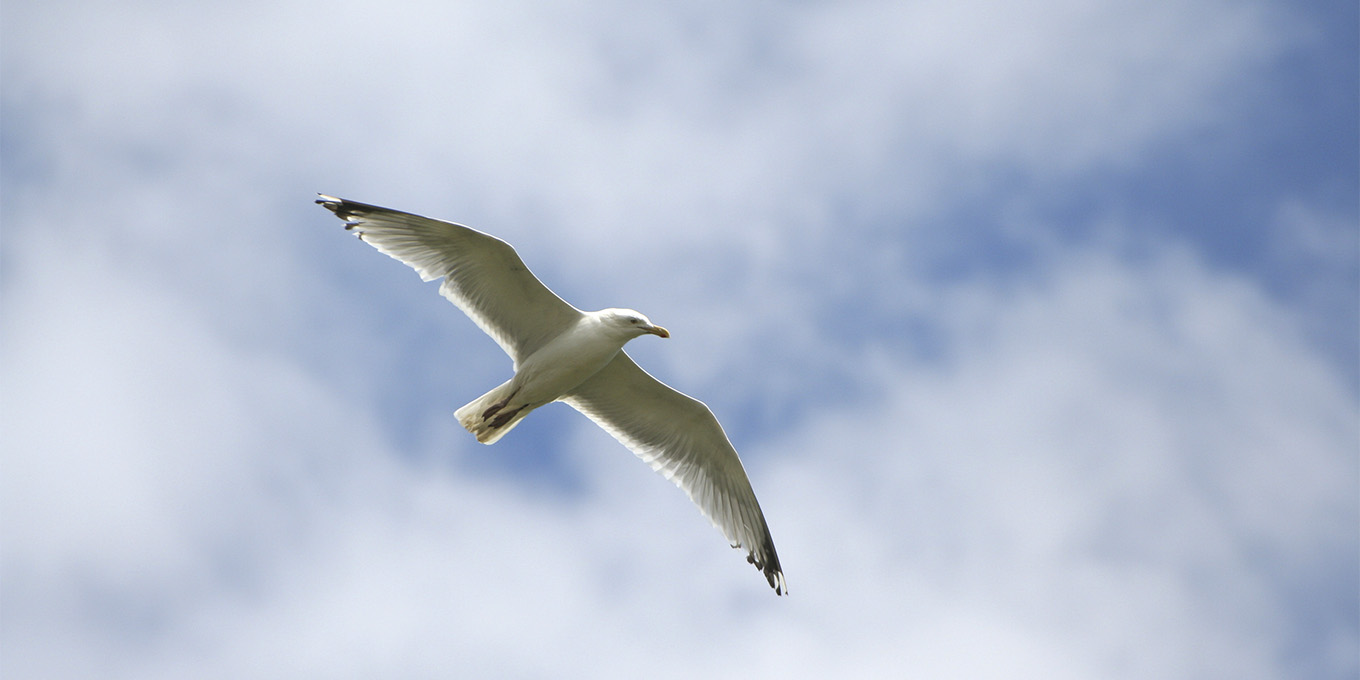 Visite guidée - Oiseaux et plantes de la pointe des Minimes