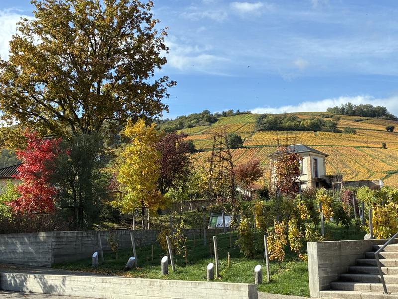 Vignoble du Mont Brouilly