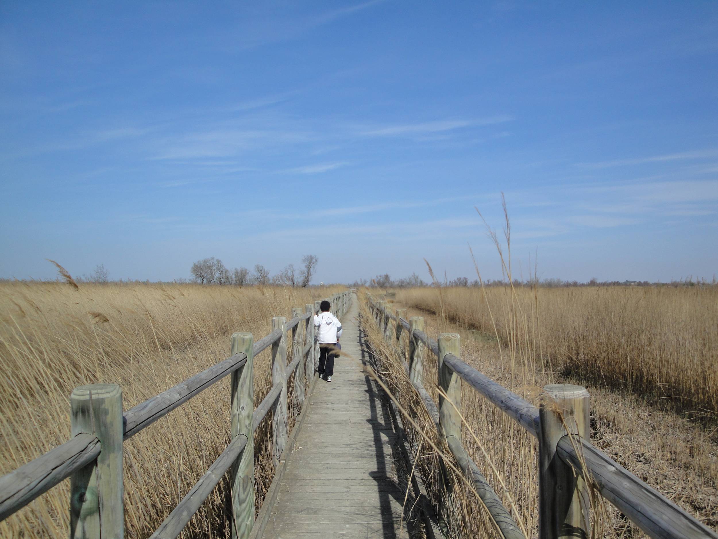 ARLES - Sur le sentier du Pont de Rousty — photo 2
