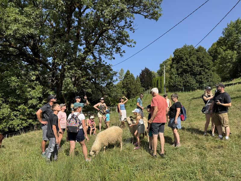 Immersion au coeur du troupeau