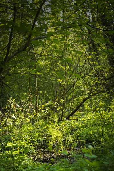 ENS de la Save secteur de la Laurentière