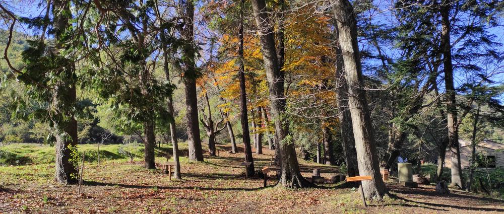 Rencontre avec les arbres avec Vincent Blondel