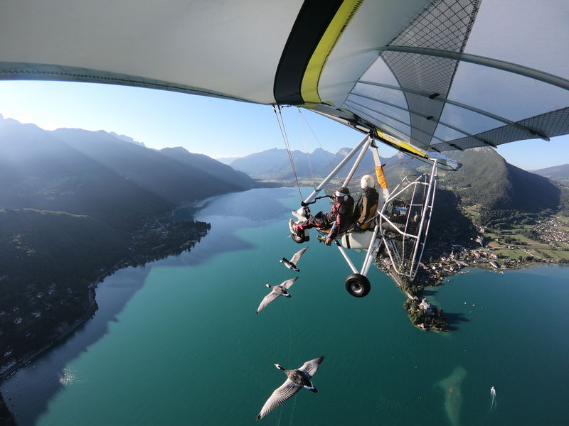 Vol unique avec oiseaux migrateurs