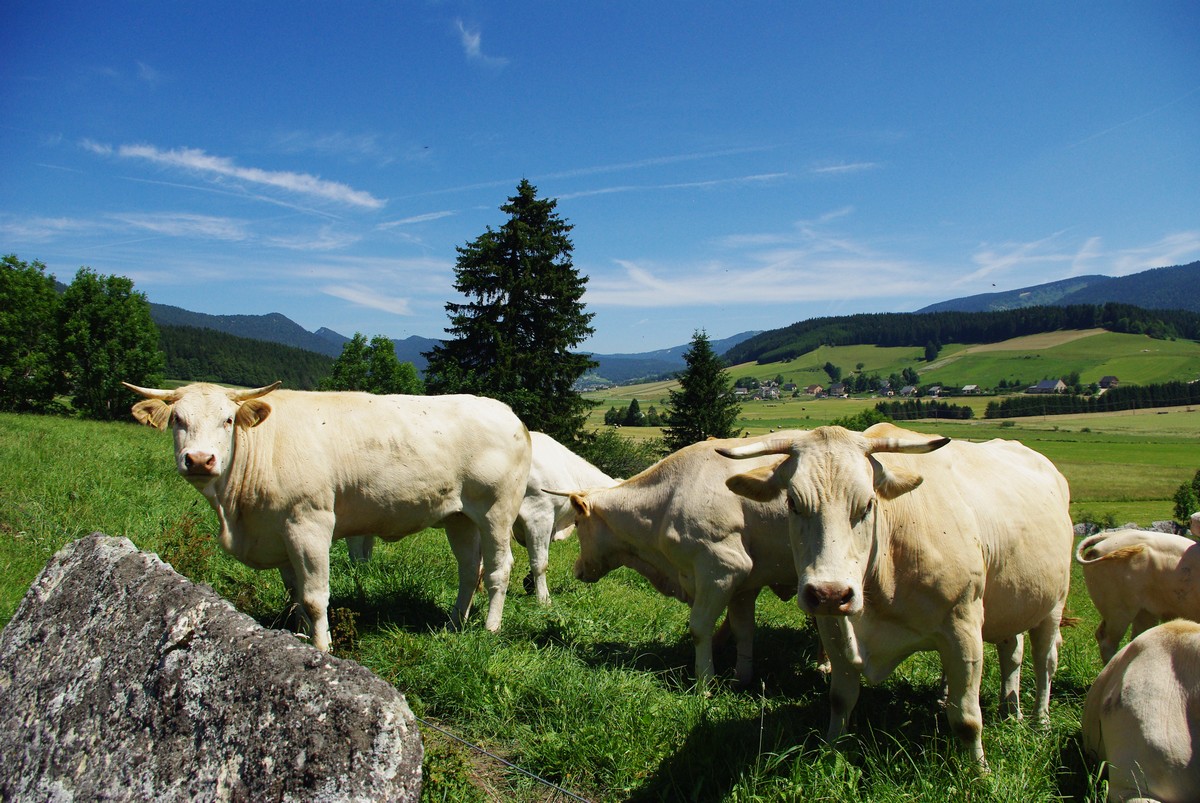 Visite et repas à la Ferme