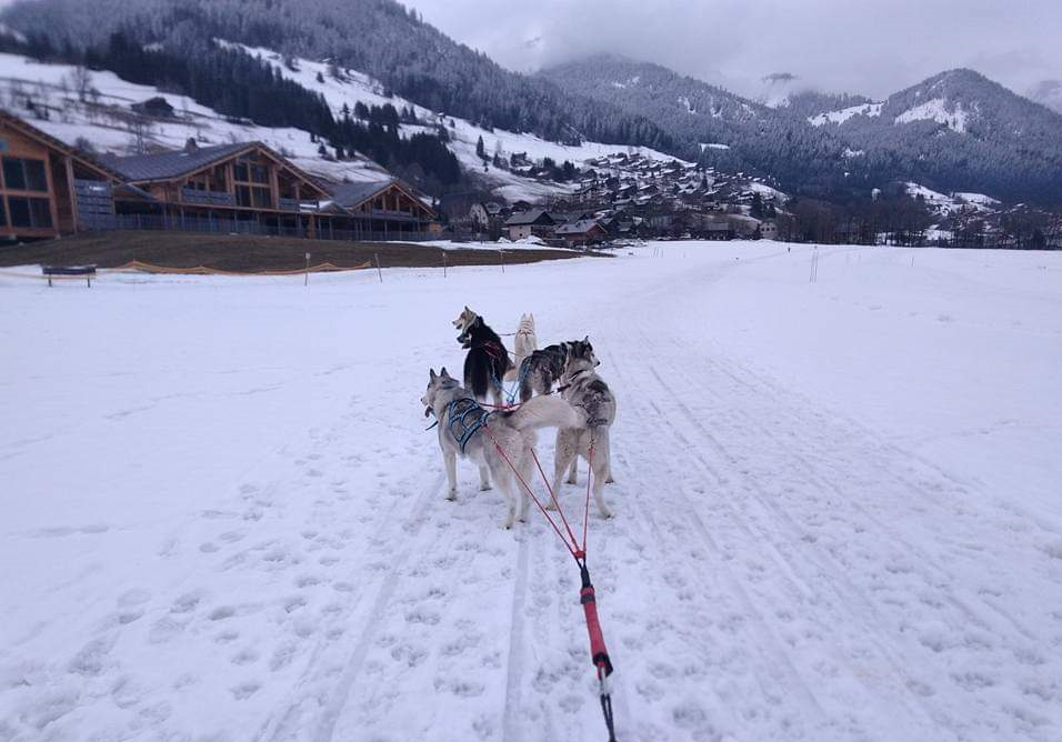 Mushing and sled dogs Bernex