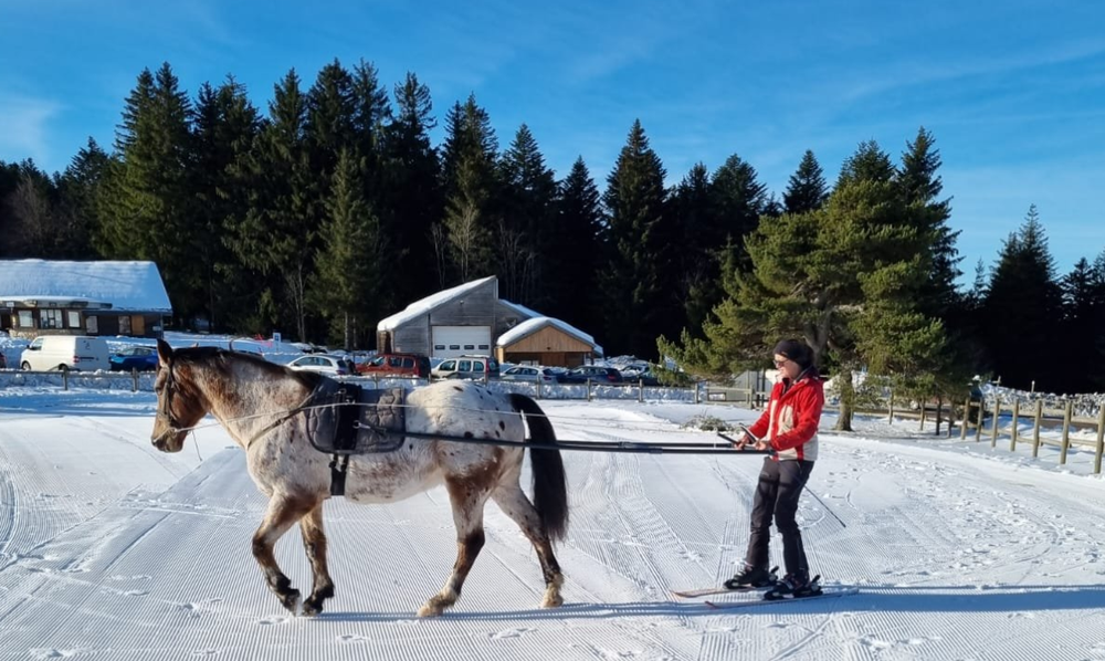 Entre ciel et terre - Ski-joëring et poney luge