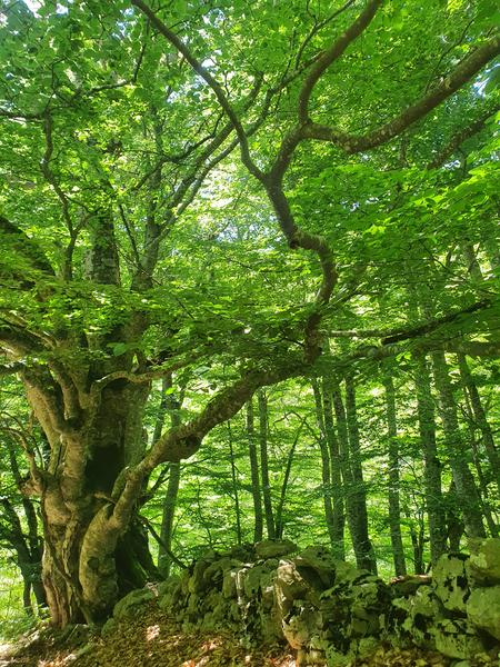 Séjour Retrouvance® Jeûne Hydrique et Nature_Aspres-sur-Buëch - © Coralie Freckmann