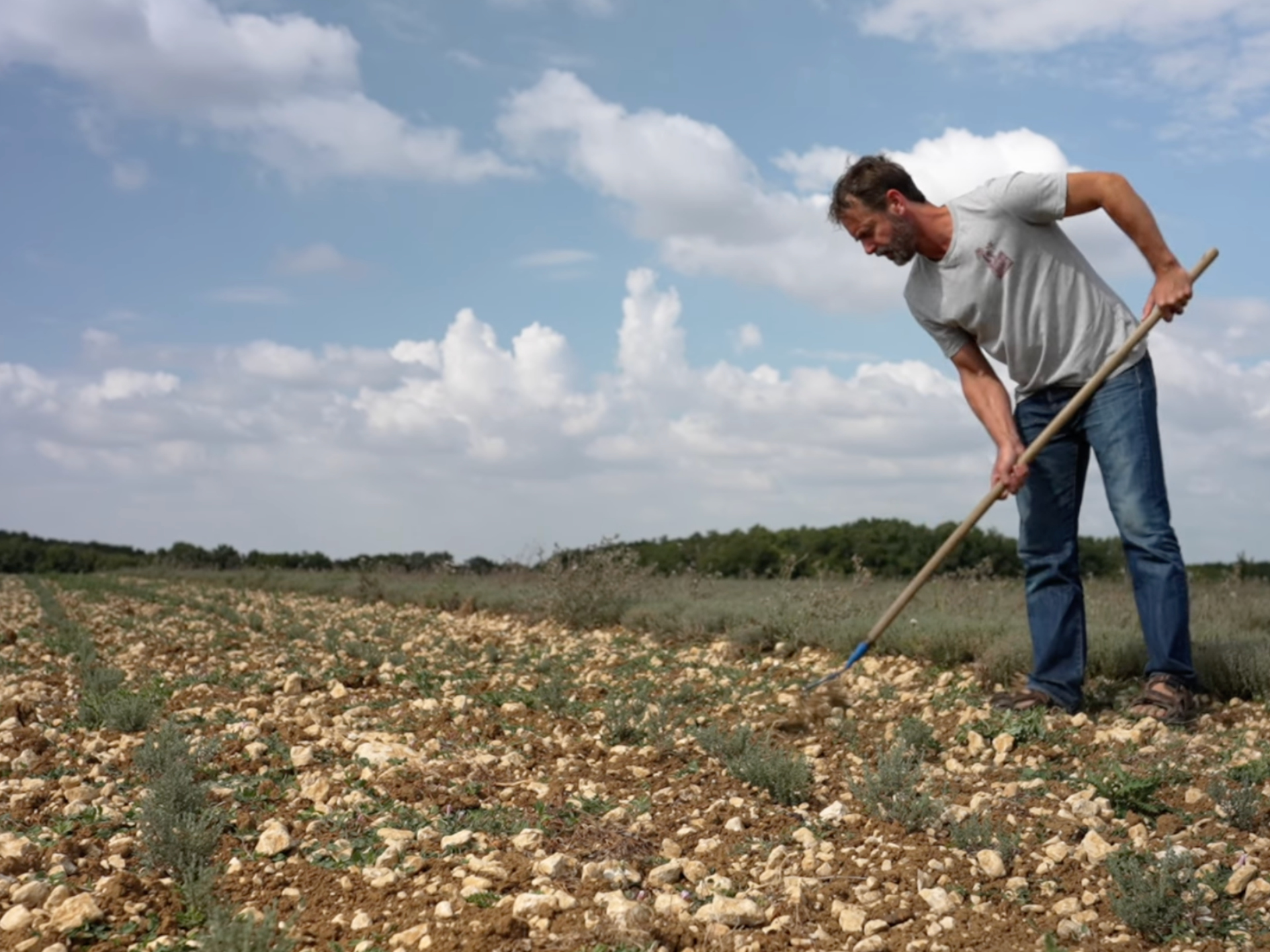 "Ramène ta fraise" - Chantier de binage du thym