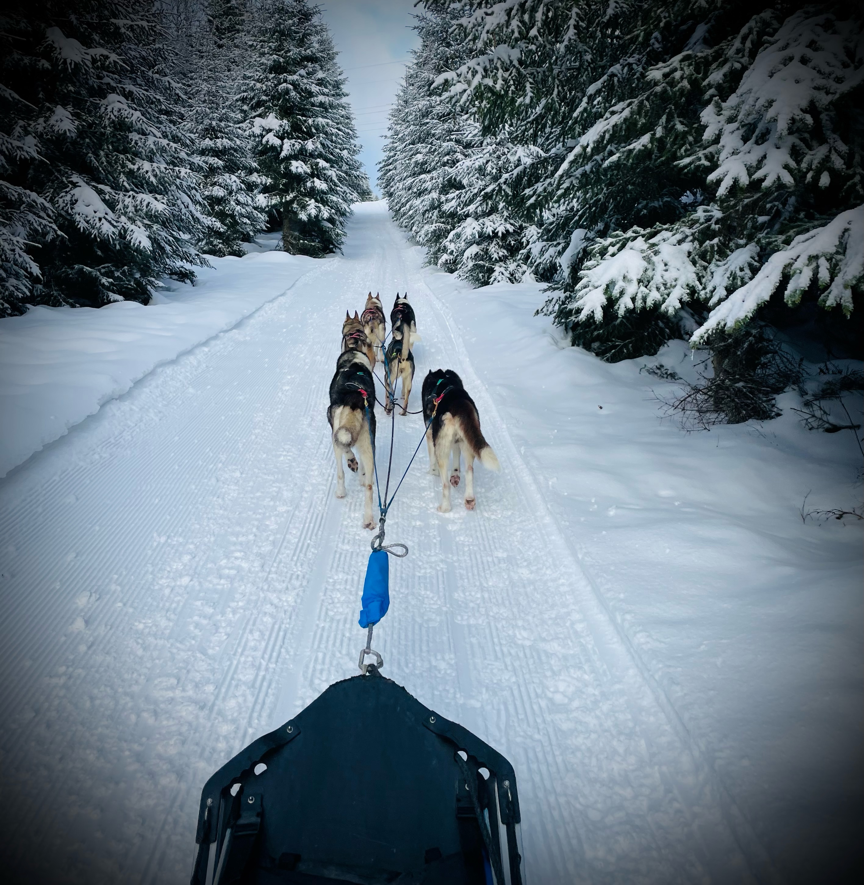 Activits hiver de la Ferme Bertrand et ses chiens des neiges : balade en traneau  chiens