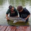 Pich Pêche Esturgeon Ⓒ Facebook Pich Pêche