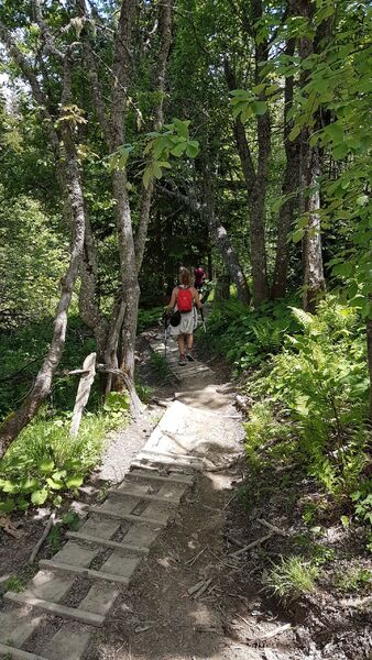 sentier pédestre : sentier forestier de Mayères