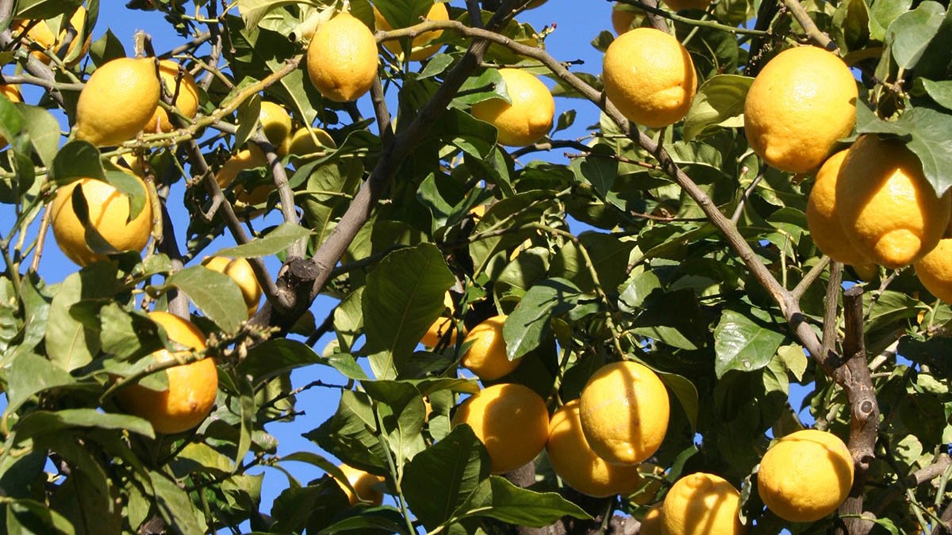 Citronniers de Menton