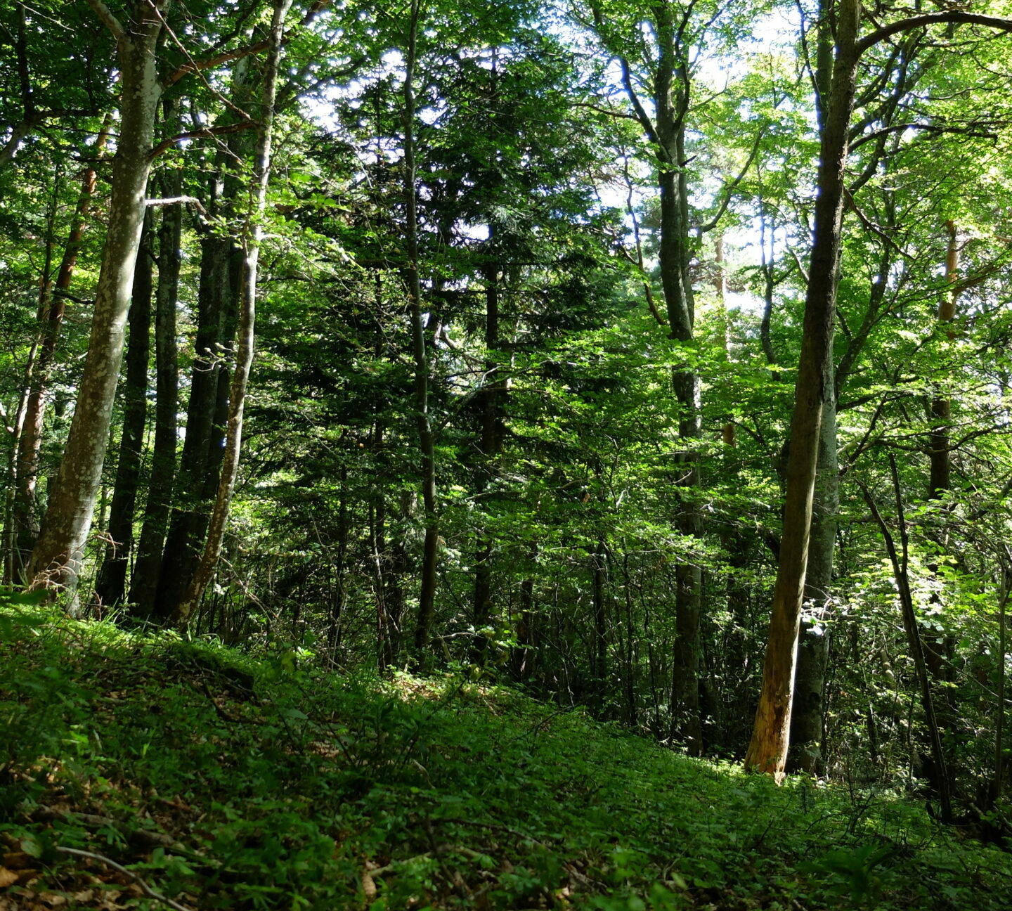 Gestion forestière et paysages