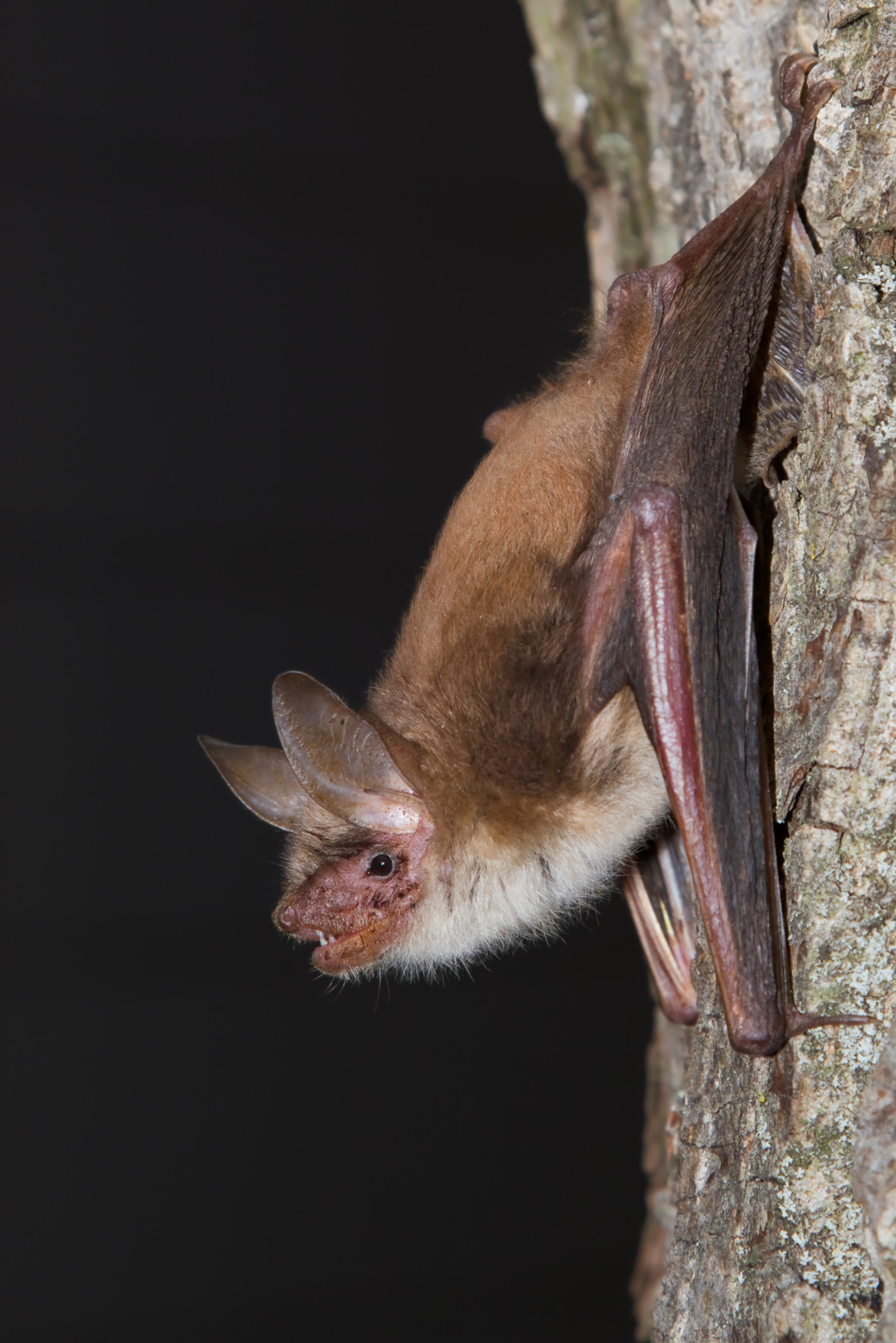 Rendez-vous biotrésors : Nuit de la chauve-souris