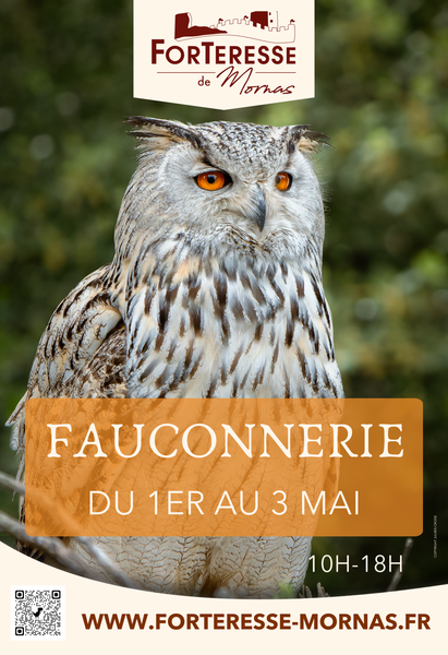 Fauconnerie à la Forteresse de Mornas_Mornas