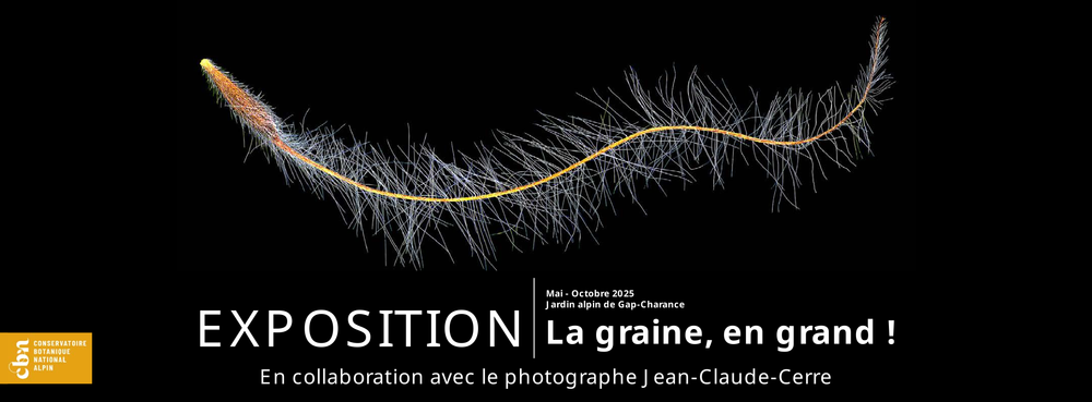 Graine de Dryas octopetala - © JC. Cerre Exposition La Graine, en Grand ! - © JC. Cerre