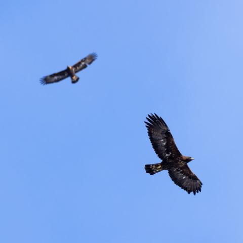 rapaces - © PNecrins Balade découverte des rapaces_Saint-Michel-de-Chaillol - © PNecrins