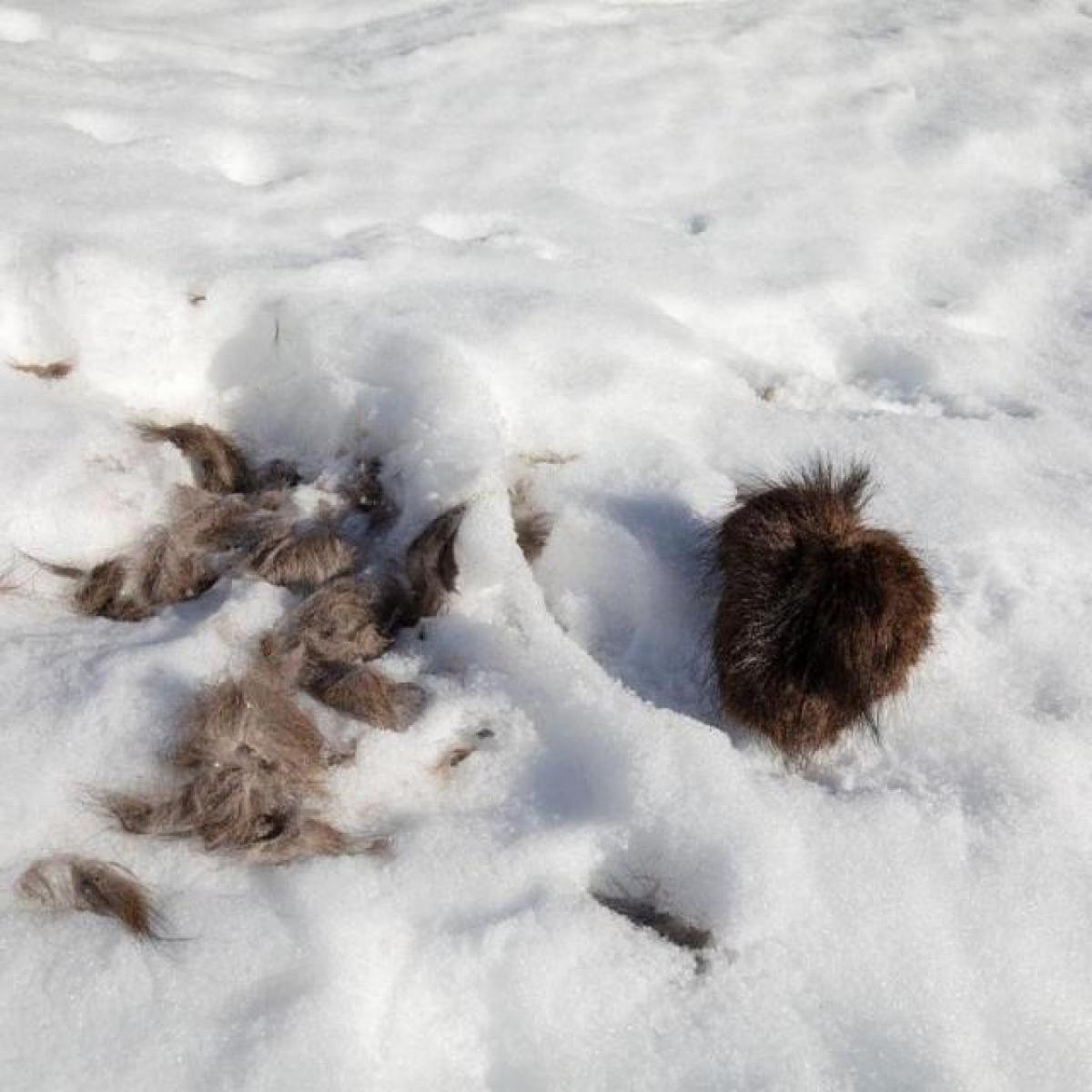 RDV avec le parc national des Ecrins : traces et indices de la faune en hiver