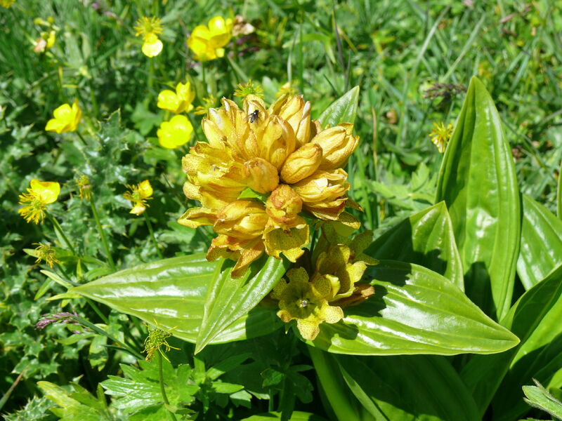 gentianes ponctuées