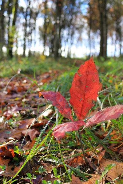 Arboretum de Chatillon-sur-Chalaronne