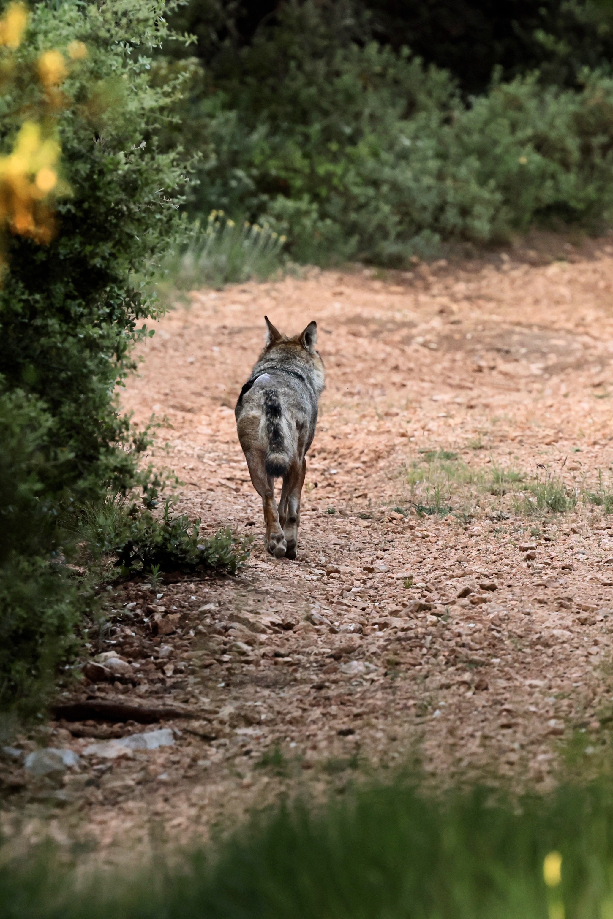 Sur la Piste du loup