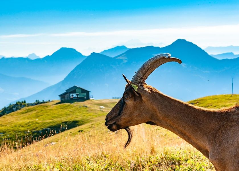 Tannes et Glaciaires du Magériaz