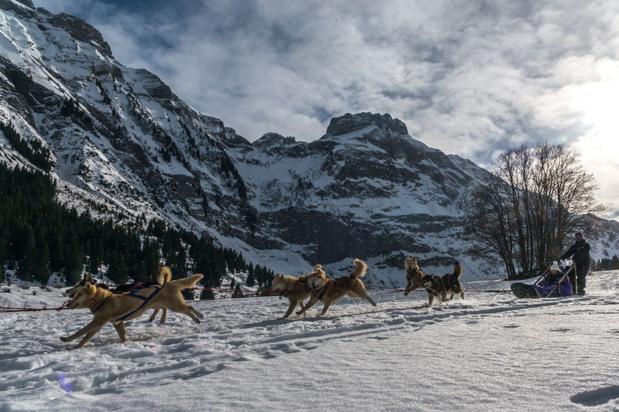 Chien de traineau au plateau de Cenise