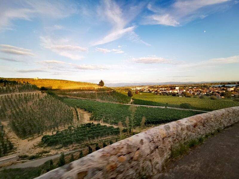 vue sur les vignes