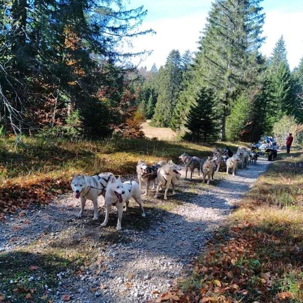 Chalet des Sibériens - Balade 1/2 journée en chiens de traineaux (hors neige)