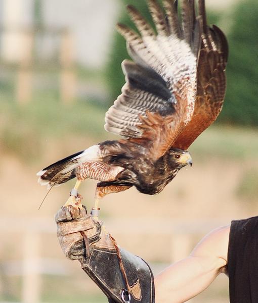 Explorez le monde fascinant des animaux rapaces