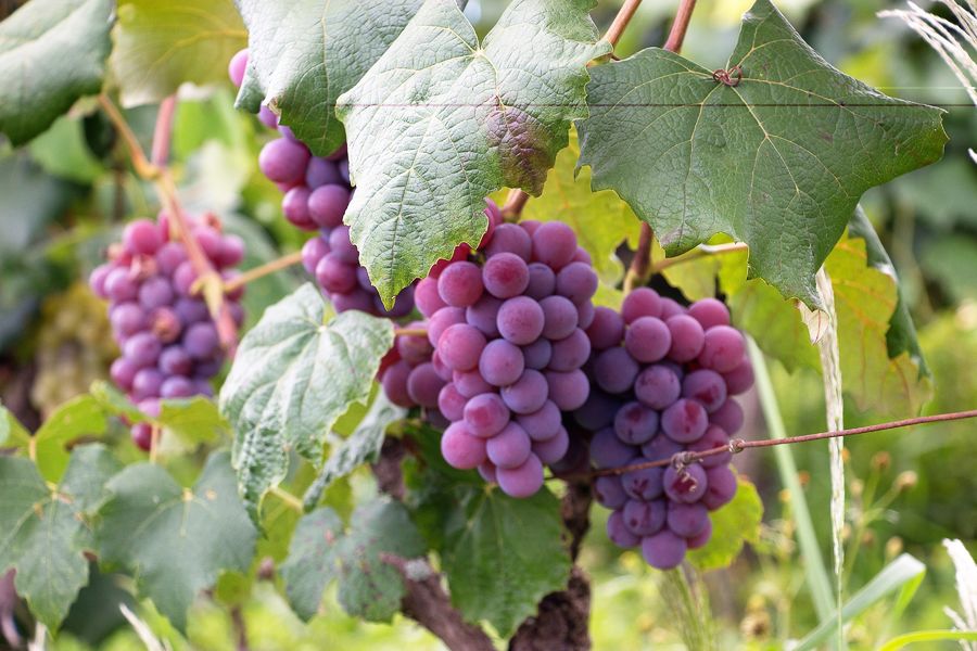 Domaine de la Cigogne -Riffaud - Vin