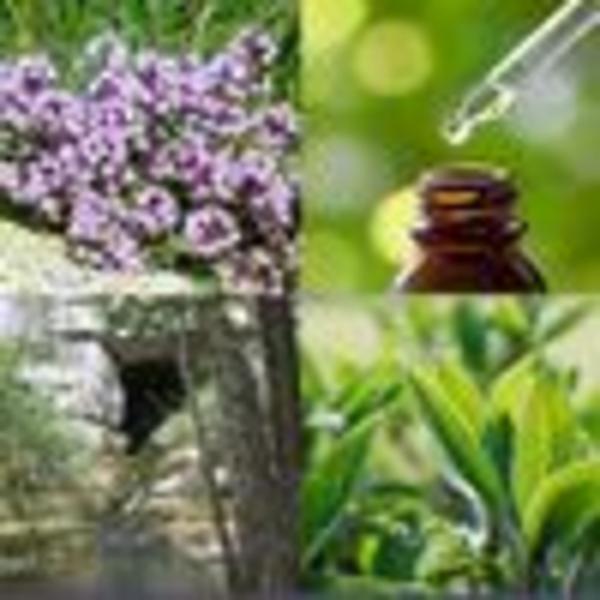 Distillerie du Bois de Païolive : Huiles essentielles et plus encore...