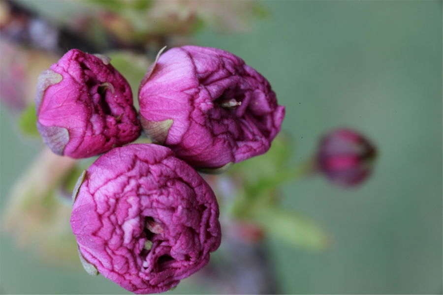 Collection nationale de cerisiers à fleurs d'asie