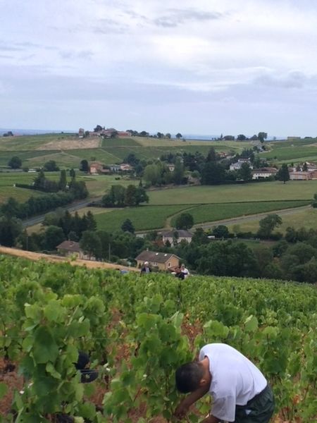 vignes côte arbuissonnas