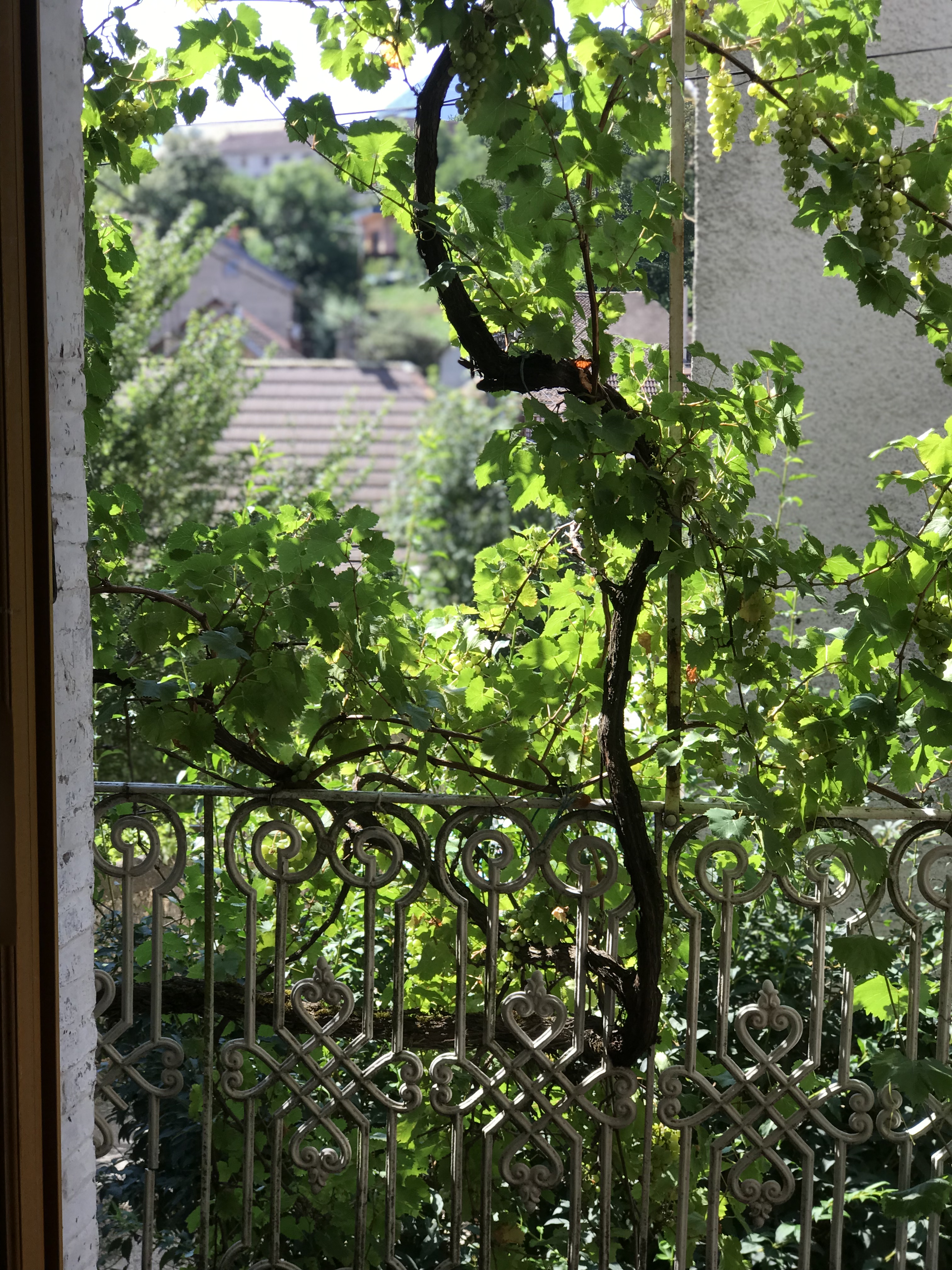 Gîte La Maison Verte Balcon aux vignes