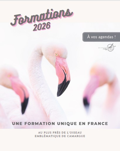 Formation flamant rose – Parc ornithologique du Pont de Gau