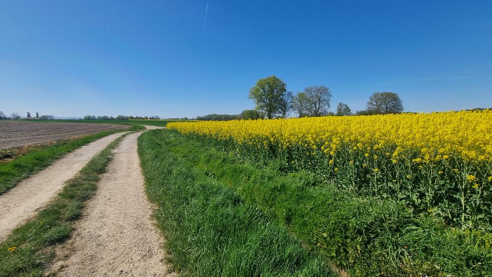 Circuit VTT n°5 (rouge) - L'étang Pontremble_Montrevel-en-Bresse