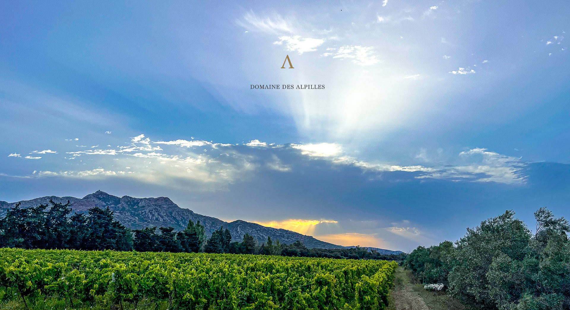 Domaine des Alpilles — photo 2