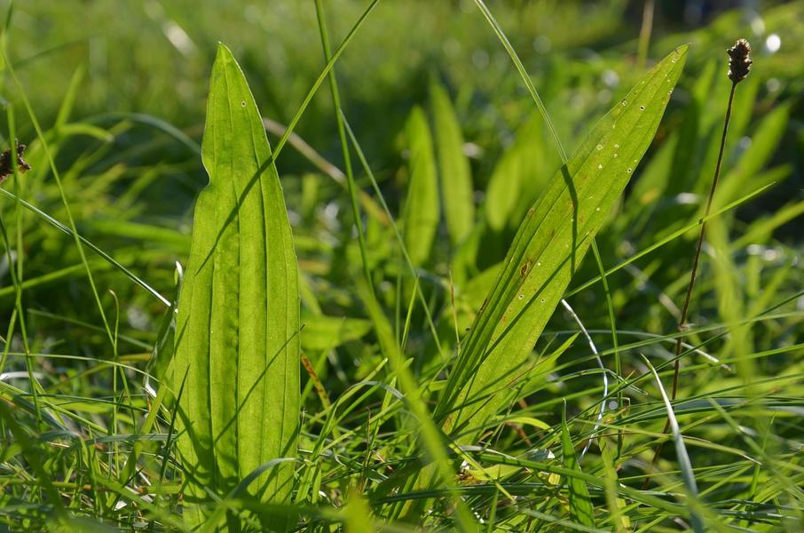 Les plantes compagnes du randonneur : Découverte et dégustation_Chambles