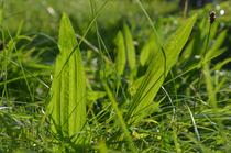 Les plantes compagnes du randonneur : Découverte et dégustation_Chambles