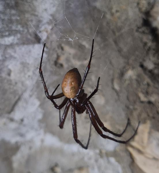 La faune des cavernes