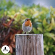 Petit-déjeuner commentée au chant des oiseaux / Les échappées musicales et cult…