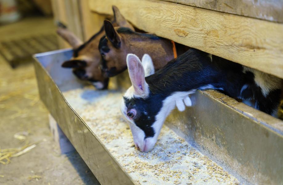 La chèvrerie des Ardoisières_Morzine