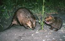 2 castors la nuit