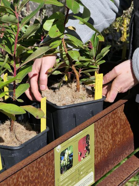 La pépinière du Domaine du Rayol_Rayol-Canadel sur Mer